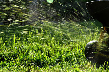 grass-clippings-in-a-yard