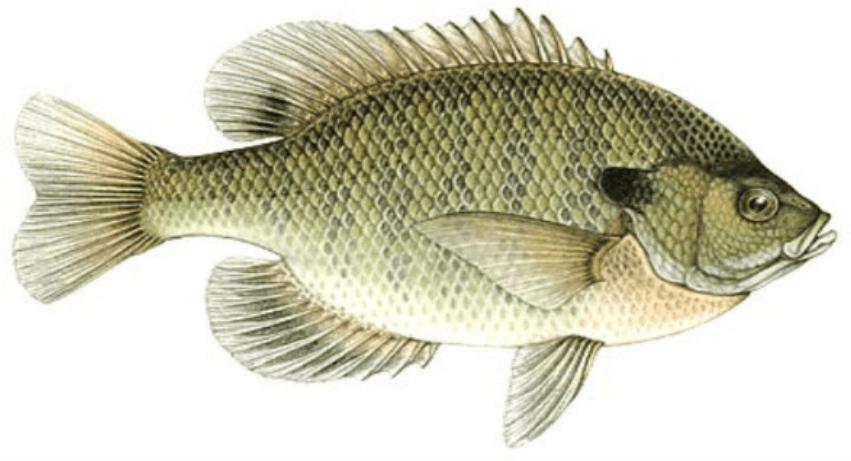Bluegill