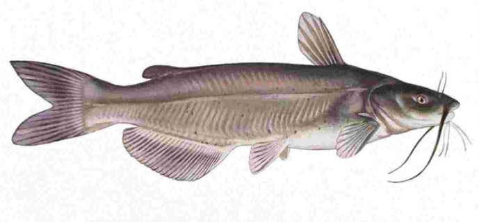 Channel Catfish