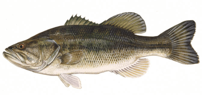 Largemouth Bass