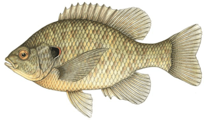 Fish Sale | Allen Soil and Water Conservation District