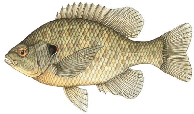 Red Ear Shell Cracker