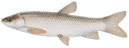 White Amur