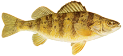 Perch-400