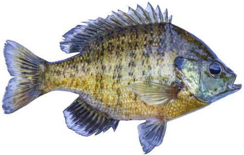 bluegill