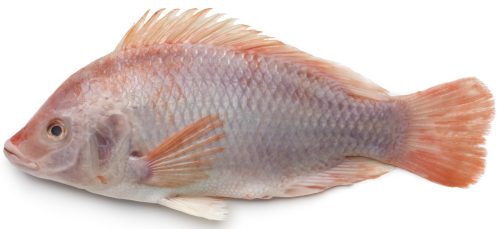 tilapia